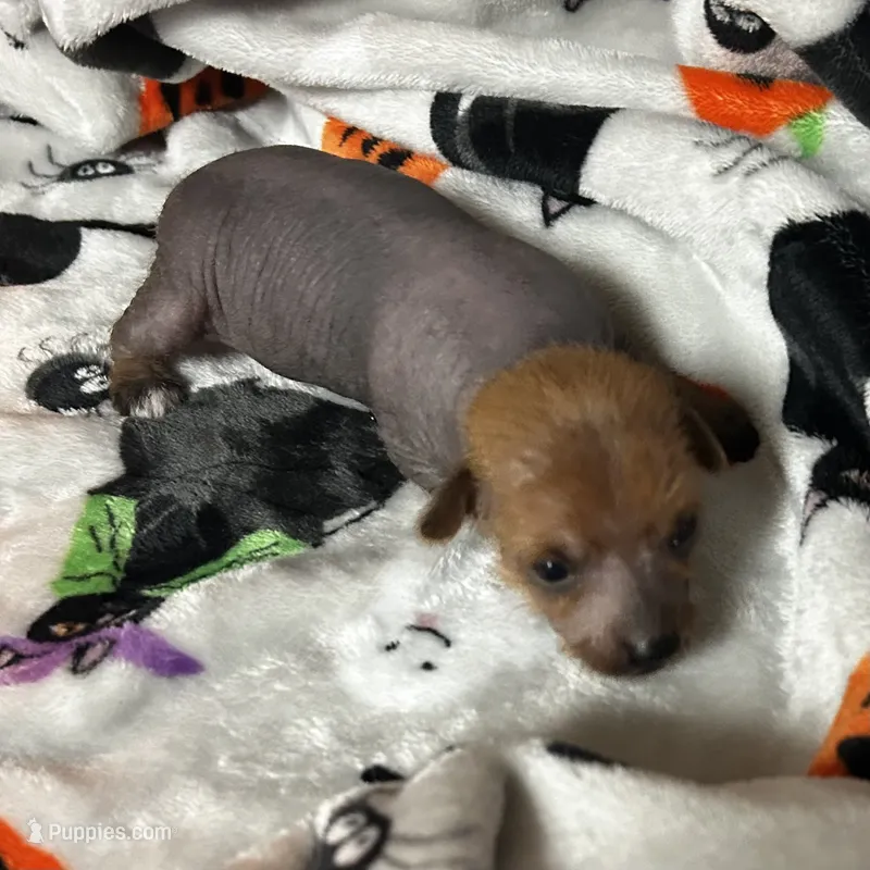 Lillith Mini – Xoloitzcuintli puppy for sale in Oklahoma City, OK