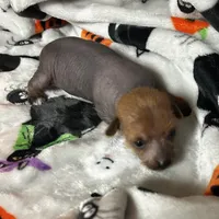 Lillith Mini, a female Xoloitzcuintli for sale in Oklahoma City, OK – 1 of 10