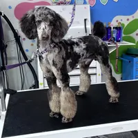 Congo Line, a male Poodle - Miniature  for sale in Oklahoma City, OK – Photo 1 of 3