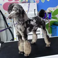 Congo Line, a male Poodle - Miniature  for sale in Oklahoma City, OK – Photo 3 of 3