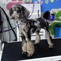 Congo Line, a male Poodle - Miniature  for sale in Oklahoma City, OK – Photo 2 of 3