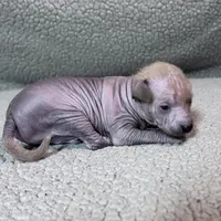Strawberry Mini, a male Xoloitzcuintli for sale in Oklahoma City, OK – Photo 5 of 10