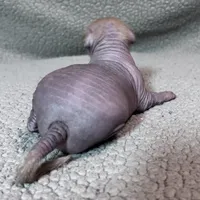 Strawberry Mini, a male Xoloitzcuintli for sale in Oklahoma City, OK – Photo 8 of 10