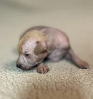 Strawberry Mini, a male Xoloitzcuintli for sale in Oklahoma City, OK – Photo 3 of 10