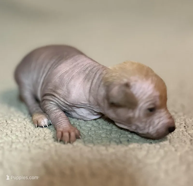Strawberry Mini – Xoloitzcuintli puppy for sale in Oklahoma City, OK