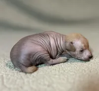 Strawberry Mini, a male Xoloitzcuintli for sale in Oklahoma City, OK – Photo 2 of 10