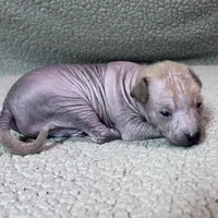 Strawberry Mini, a male Xoloitzcuintli for sale in Oklahoma City, OK – Photo 4 of 10