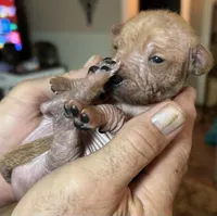 Strawberry Mini, a male Xoloitzcuintli for sale in Oklahoma City, OK – Photo 6 of 10