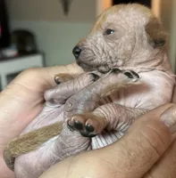 Strawberry Mini, a male Xoloitzcuintli for sale in Oklahoma City, OK – Photo 7 of 10
