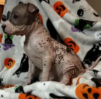 Edgar Intermediate , a male Xoloitzcuintli for sale in Oklahoma City, OK – 6 of 10