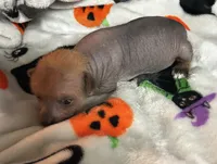 Lillith Mini, a female Xoloitzcuintli for sale in Oklahoma City, OK – 4 of 10
