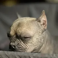 Luna HAIRLESS, a female American Bulldog for sale in Oklahoma City, OK – Photo 3 of 3