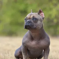 Luna HAIRLESS, a female American Bulldog for sale in Oklahoma City, OK – Photo 2 of 3