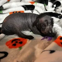 Lucien Mini, a male Xoloitzcuintli for sale in Oklahoma City, OK – 4 of 9