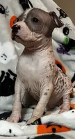 Edgar Intermediate , a male Xoloitzcuintli for sale in Oklahoma City, OK – 2 of 10