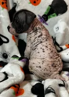 Franklin Intermediate , a male Xoloitzcuintli for sale in Oklahoma City, OK – 4 of 10