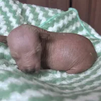 Izel Mini (now showing him UKC) , a male Xoloitzcuintli for sale in Oklahoma City, OK – Photo 5 of 9