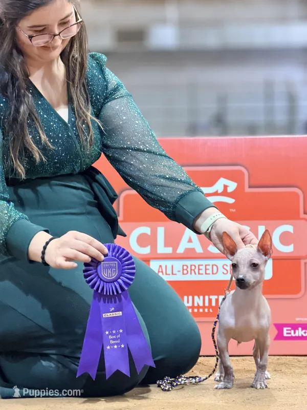 Izel Mini (now showing him UKC) 