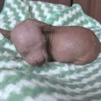 Izel Mini (now showing him UKC) , a male Xoloitzcuintli for sale in Oklahoma City, OK – Photo 6 of 9