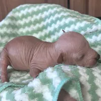 Izel Mini (now showing him UKC) , a male Xoloitzcuintli for sale in Oklahoma City, OK – Photo 9 of 9