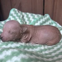 Izel Mini (now showing him UKC) , a male Xoloitzcuintli for sale in Oklahoma City, OK – Photo 7 of 9