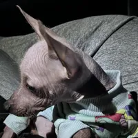 Izel Mini (now showing him UKC) , a male Xoloitzcuintli for sale in Oklahoma City, OK – Photo 3 of 9