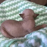 Izel Mini (now showing him UKC) , a male Xoloitzcuintli for sale in Oklahoma City, OK – Photo 8 of 9