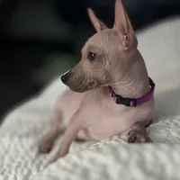 Izel Mini (now showing him UKC) , a male Xoloitzcuintli for sale in Oklahoma City, OK – Photo 4 of 9