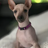 Izel Mini (now showing him UKC) , a male Xoloitzcuintli for sale in Oklahoma City, OK – Photo 2 of 9