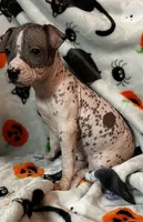 Edgar Intermediate , a male Xoloitzcuintli for sale in Oklahoma City, OK – 7 of 10
