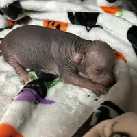Poe Mini, a male Xoloitzcuintli for sale in Oklahoma City, OK – 5 of 8