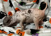 Edgar Intermediate , a male Xoloitzcuintli for sale in Oklahoma City, OK – 4 of 10