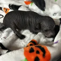 Struker Mini, a male Xoloitzcuintli for sale in Oklahoma City, OK – 9 of 10