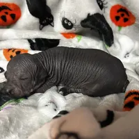 Struker Mini, a male Xoloitzcuintli for sale in Oklahoma City, OK – 2 of 10