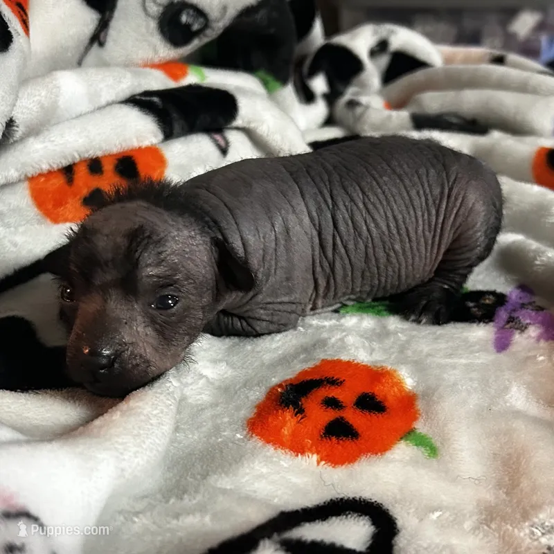 Lucien Mini – Xoloitzcuintli puppy for sale in Oklahoma City, OK