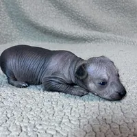 French Fry mini, a male Xoloitzcuintli for sale in Oklahoma City, OK – Photo 4 of 7