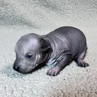 French Fry mini, a male Xoloitzcuintli for sale in Oklahoma City, OK – Photo 2 of 7
