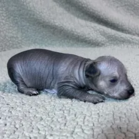 French Fry mini, a male Xoloitzcuintli for sale in Oklahoma City, OK – Photo 3 of 7