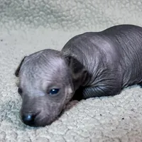 French Fry mini, a male Xoloitzcuintli for sale in Oklahoma City, OK – Photo 1 of 7