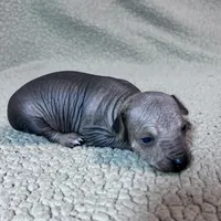 French Fry mini, a male Xoloitzcuintli for sale in Oklahoma City, OK – Photo 5 of 7