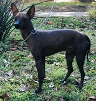 French Fry mini, a male Xoloitzcuintli for sale in Oklahoma City, OK – Photo 6 of 7