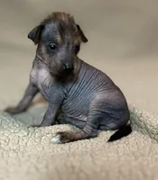 Spicy Margarita Mini, a female Xoloitzcuintli for sale in Oklahoma City, OK – Photo 2 of 6
