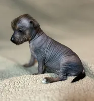 Spicy Margarita Mini, a female Xoloitzcuintli for sale in Oklahoma City, OK – Photo 3 of 6