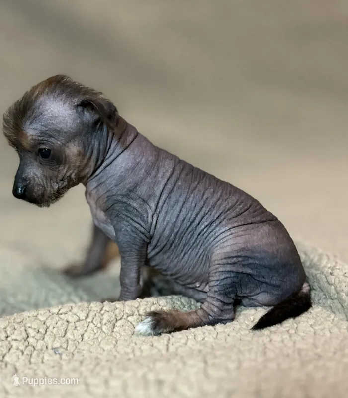 Spicy Margarita Mini – Xoloitzcuintli puppy for sale in Oklahoma City, OK