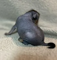 Spicy Margarita Mini, a female Xoloitzcuintli for sale in Oklahoma City, OK – Photo 4 of 6