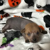 Lillith Mini, a female Xoloitzcuintli for sale in Oklahoma City, OK – 3 of 10