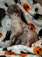 Edgar Intermediate , a male Xoloitzcuintli for sale in Oklahoma City, OK – 10 of 10