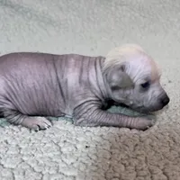 Marilyn Mini, a female Xoloitzcuintli for sale in Oklahoma City, OK – Photo 6 of 8