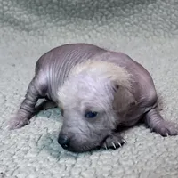 Marilyn Mini, a female Xoloitzcuintli for sale in Oklahoma City, OK – Photo 2 of 8