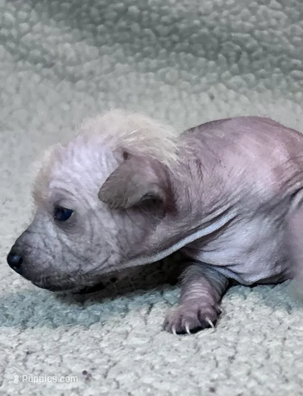 Marilyn Mini – Xoloitzcuintli puppy for sale in Oklahoma City, OK
